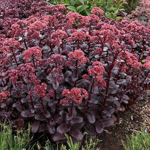 Sedum telephium 'Touchdown Teak'